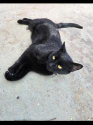 Lost Male Cat last seen 12th street, April lane, Banning, CA 92220