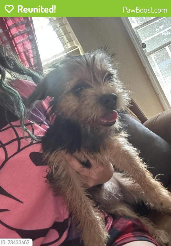 Reunited Female Dog last seen Auburn Blvd, Citrus Heights, CA 95621
