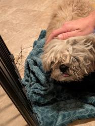 Found/Stray Unknown Dog last seen Augusta St, Greenville, SC 29601