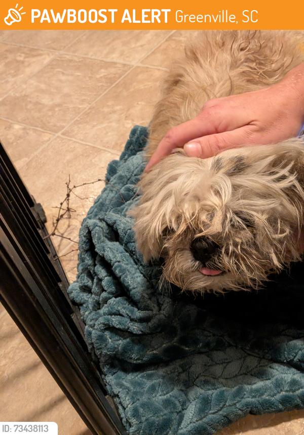 Found/Stray Unknown Dog last seen Augusta St, Greenville, SC 29601