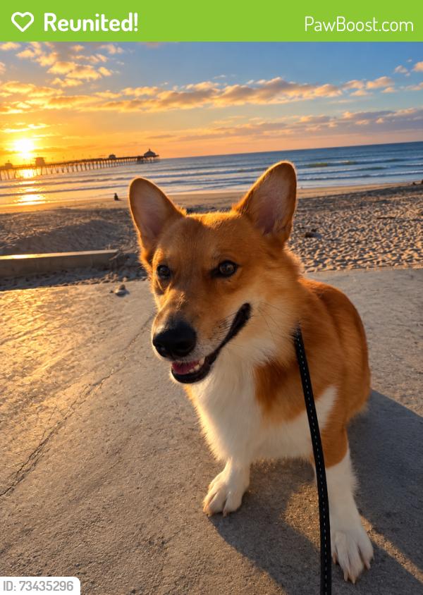 Reunited Male Dog last seen 3rd st and Date ave, Imperial Beach, CA 91932