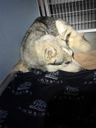 Shelter Stray Male Dog last seen E Clarkson Ave & Sixth Avenue Dr, Kingsburg Zone Fresno CO 3 93631, CA, 1510 W Dan Ronquillo Dr, Fresno, CA 93706, USA
