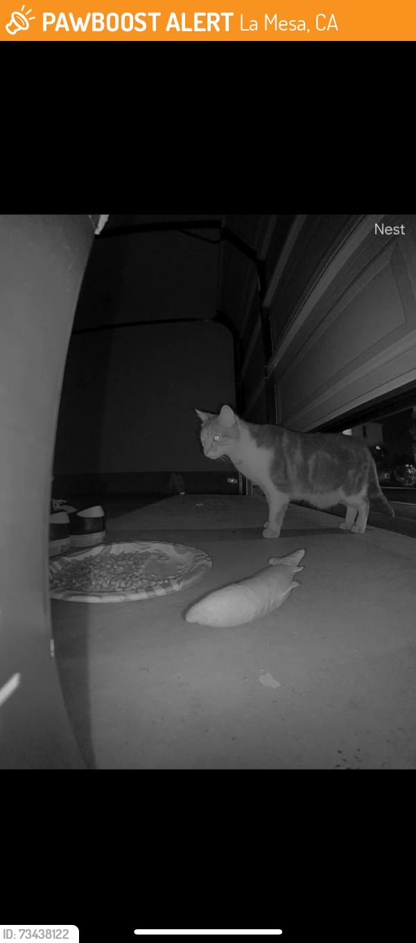 Found/Stray Unknown Cat last seen Guessman ave and maryland ave, La Mesa, CA 91942
