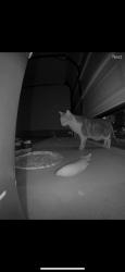 Found/Stray Unknown Cat last seen Guessman ave and maryland ave, La Mesa, CA 91942