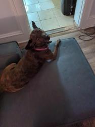 Reunited Female Dog last seen Lemp & Lynch, St. Louis, MO 63118