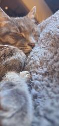 Reunited Male Cat last seen Near Summerbrook sandy Springs ga 30350, Sandy Springs, GA 30350