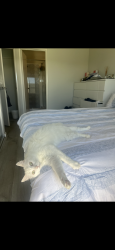 Lost Female Cat last seen duerden street alkimos, Alkimos, WA 6038