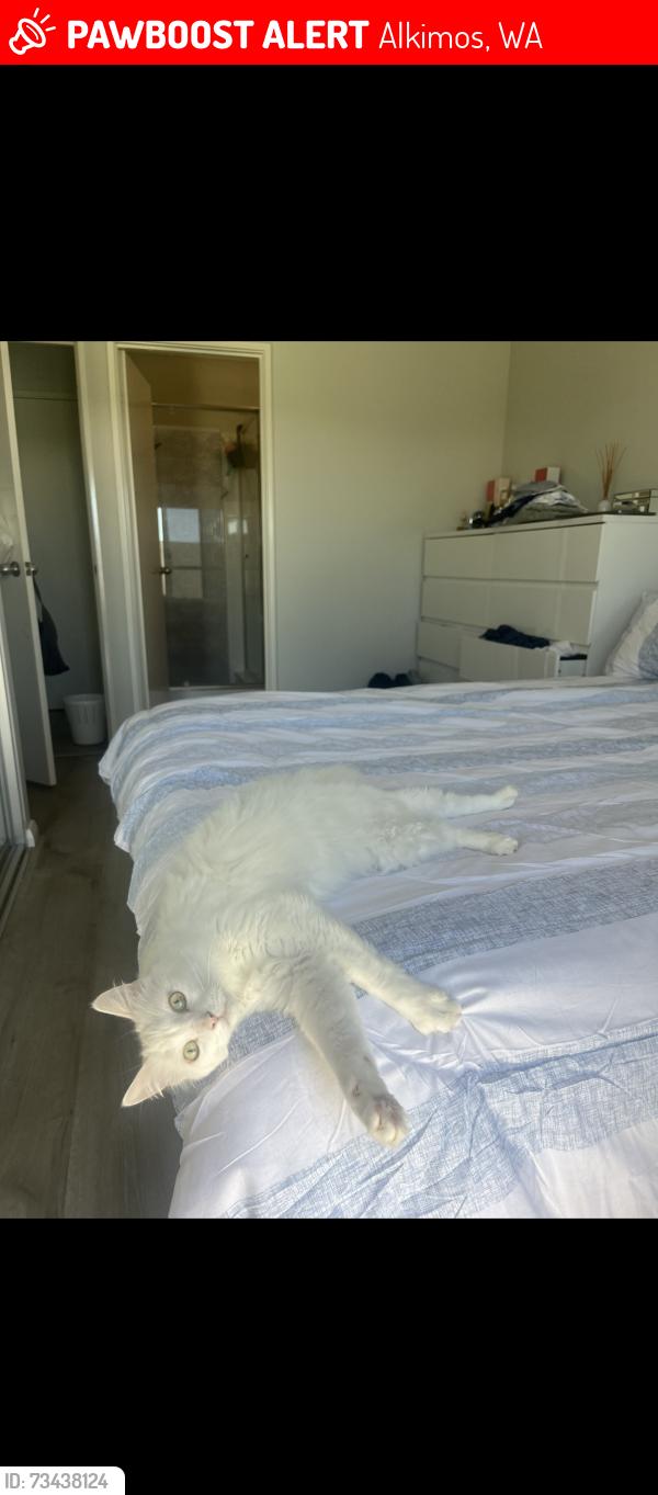 Lost Female Cat last seen duerden street alkimos, Alkimos, WA 6038