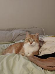 Lost Male Cat last seen West 20th Ave and Crown Street, Vancouver, BC V6S 1G6