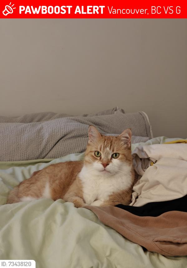 Lost Male Cat last seen West 20th Ave and Crown Street, Vancouver, BC V6S 1G6