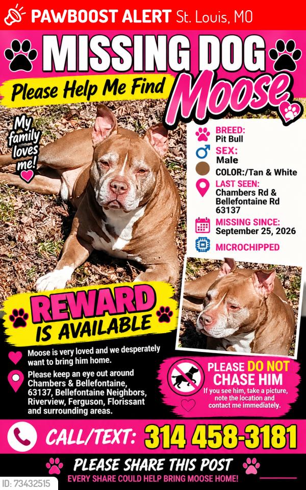 Lost Male Dog last seen Riverview. Bellefointaine,On Dorothy or Toelle, St. Louis, MO 63137