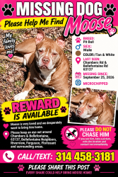 Lost Male Dog last seen Riverview. Bellefointaine,On Dorothy or Toelle, St. Louis, MO 63137
