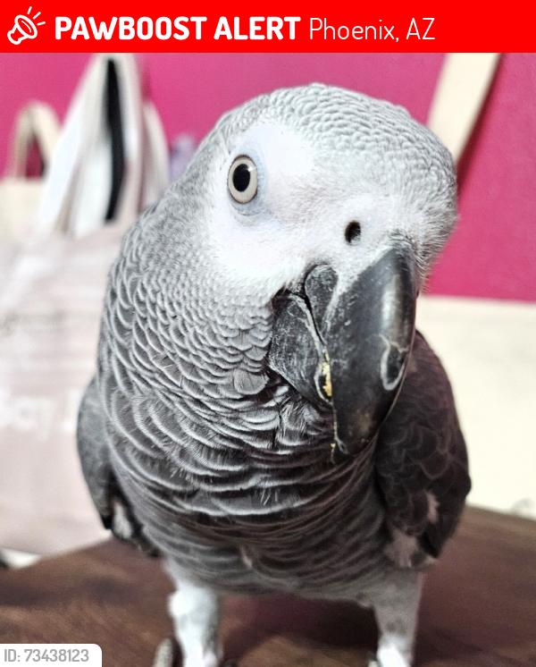 Lost Male Bird last seen 59th Ave and Osborn/Thomas Rd, Phoenix, AZ 85033