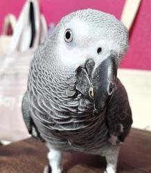 Lost Male Bird last seen 59th Ave and Osborn/Thomas Rd, Phoenix, AZ 85033