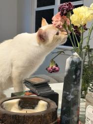 Lost Male Cat last seen Villas drive, Lavon, TX 75166