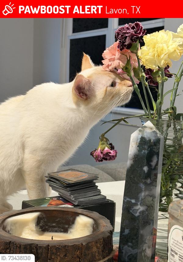 Lost Male Cat last seen Villas drive, Lavon, TX 75166