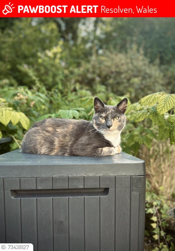 Lost Female Cat last seen Between Abergarwed and Resolven on Glynneath Road, Resolven, Wales 