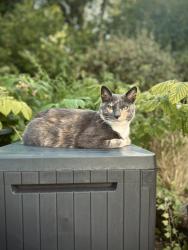 Lost Female Cat last seen Between Abergarwed and Resolven on Glynneath Road, Resolven, Wales 