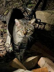 Found/Stray Unknown Cat last seen Fox mtn rd, Polk County, NC 28722
