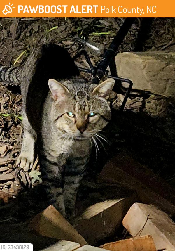 Found/Stray Unknown Cat last seen Fox mtn rd, Polk County, NC 28722