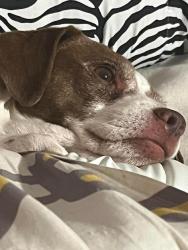 Lost Female Dog last seen 24th st Texarkana ar 71854, Texarkana, AR 71854