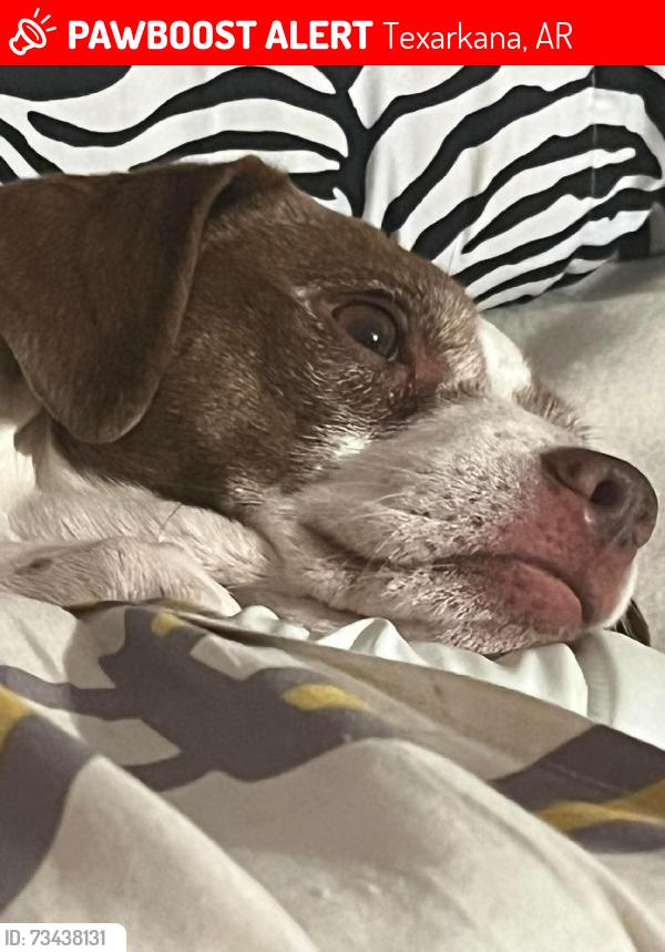 Lost Female Dog last seen 24th st Texarkana ar 71854, Texarkana, AR 71854
