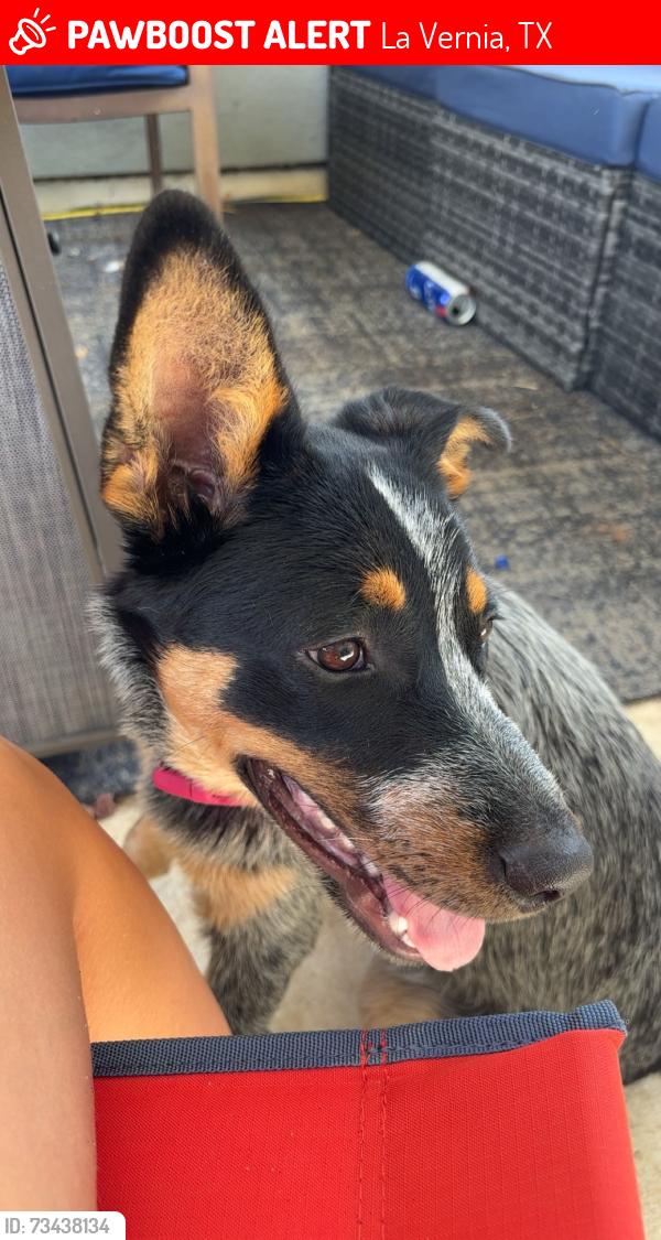 Lost Female Dog last seen Near Great Oaks Blvd., Lavernia, TX, La Vernia, TX 78121