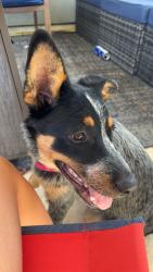 Lost Female Dog last seen Near Great Oaks Blvd., Lavernia, TX, La Vernia, TX 78121