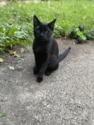 Lost Male Cat last seen Dale street, Saint Paul, MN 55103