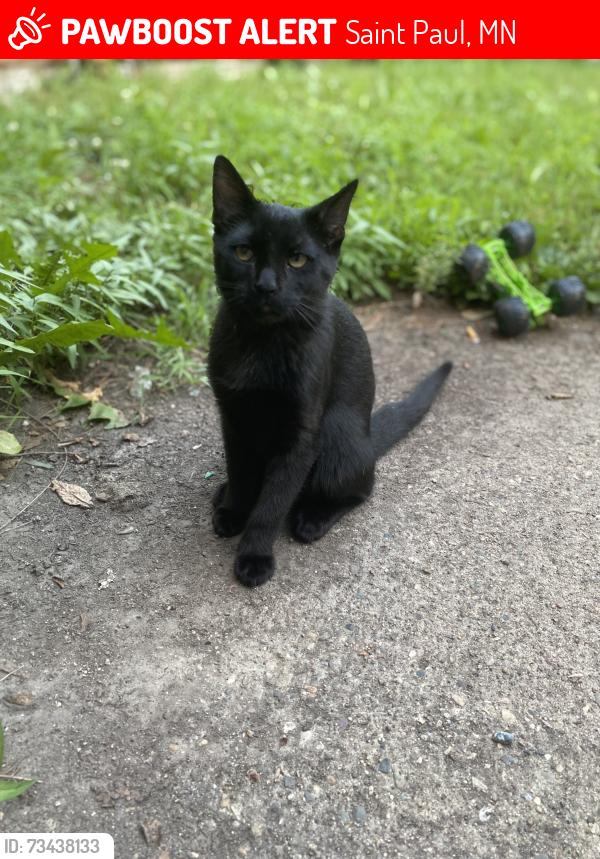 Lost Male Cat last seen Dale street, Saint Paul, MN 55103