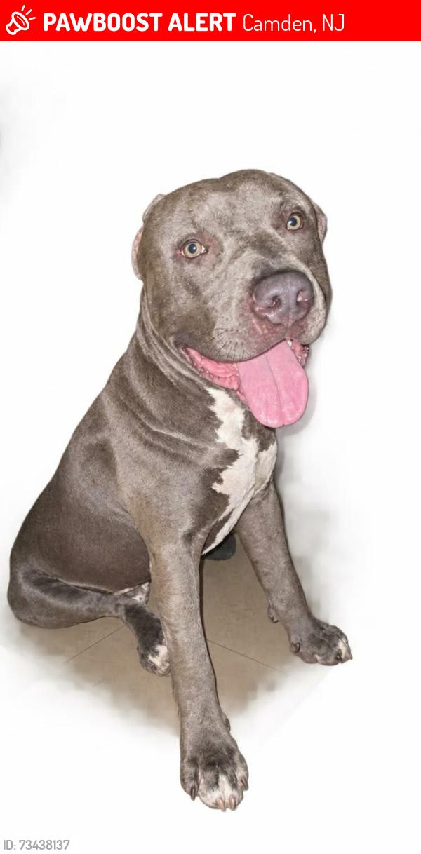 Lost Male Dog last seen 4st Cherry st, Camden, NJ 08103