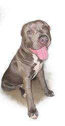 Lost Male Dog last seen 4st Cherry st, Camden, NJ 08103