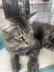 Lost Male Cat last seen Mississippi and butlet, Los Angeles, CA 90025