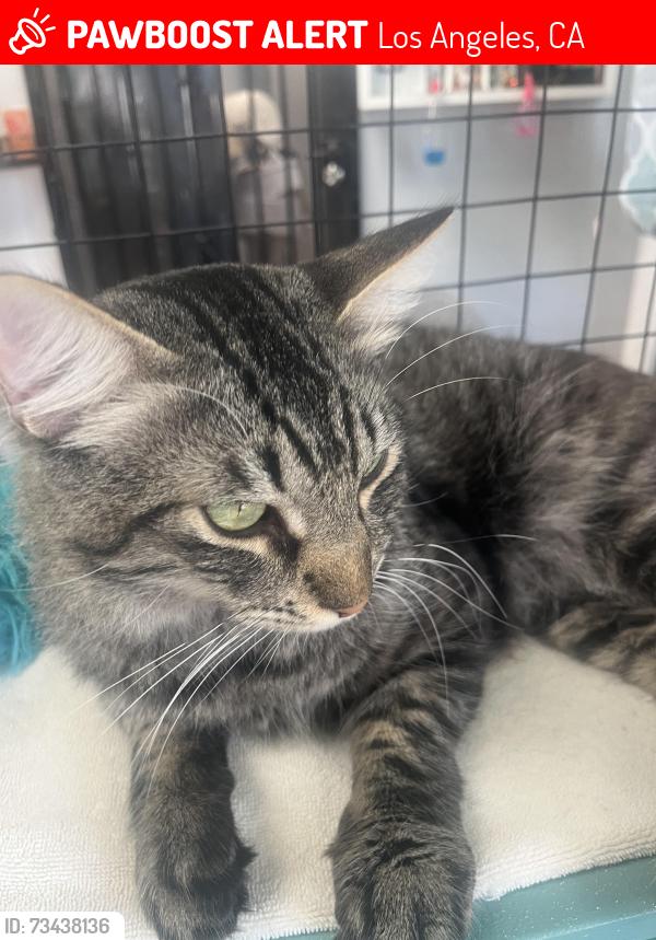 Lost Male Cat last seen Mississippi and butlet, Los Angeles, CA 90025