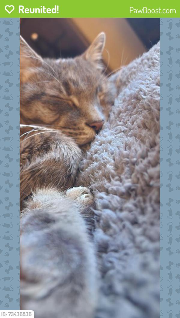Reunited Male Cat last seen Near Summerbrook sandy Springs ga 30350, Sandy Springs, GA 30350