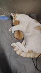 Lost Male Cat last seen 3221n higley Rd, Ogden, UT 84404