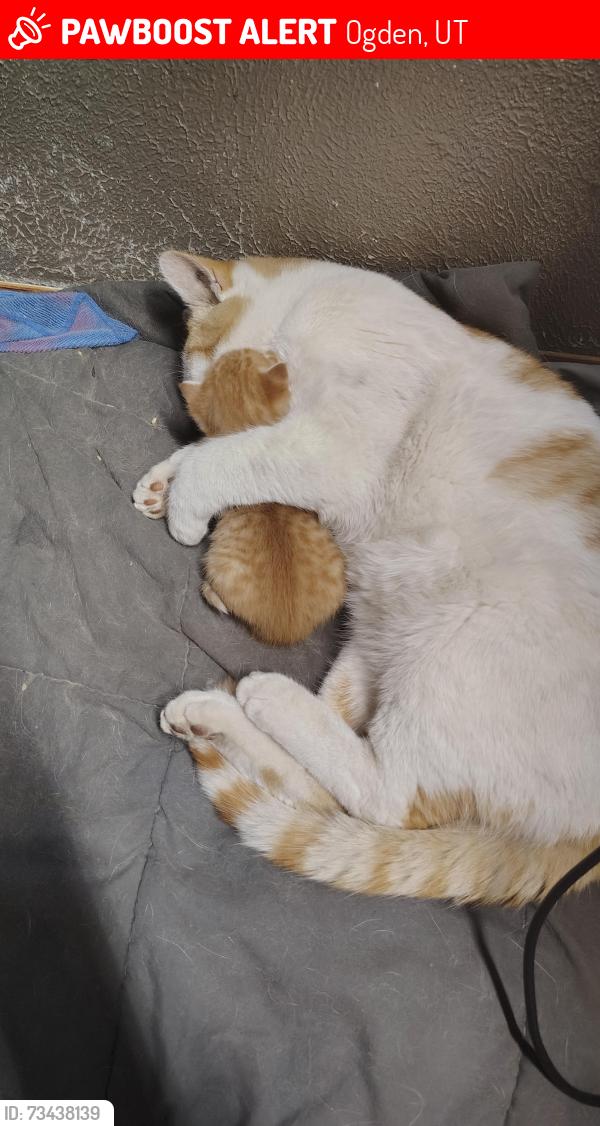 Lost Male Cat last seen 3221n higley Rd, Ogden, UT 84404