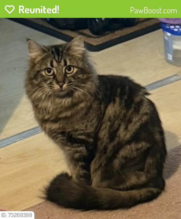 Reunited Female Cat last seen The cornfields hatch warren, Hatch Warren, England 