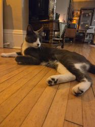Found/Stray Unknown Cat last seen 31st and bryant, Minneapolis 55408, Minneapolis, MN 55408