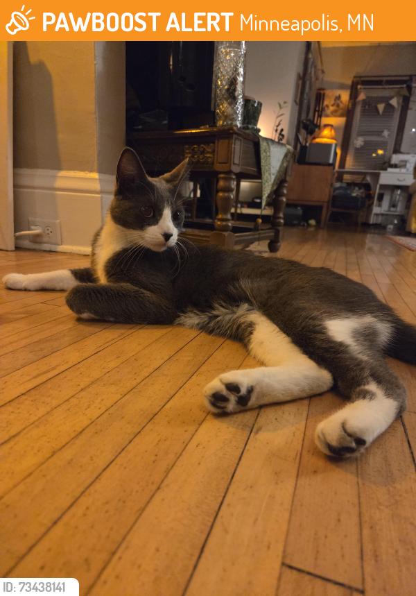Found/Stray Unknown Cat last seen 31st and bryant, Minneapolis 55408, Minneapolis, MN 55408