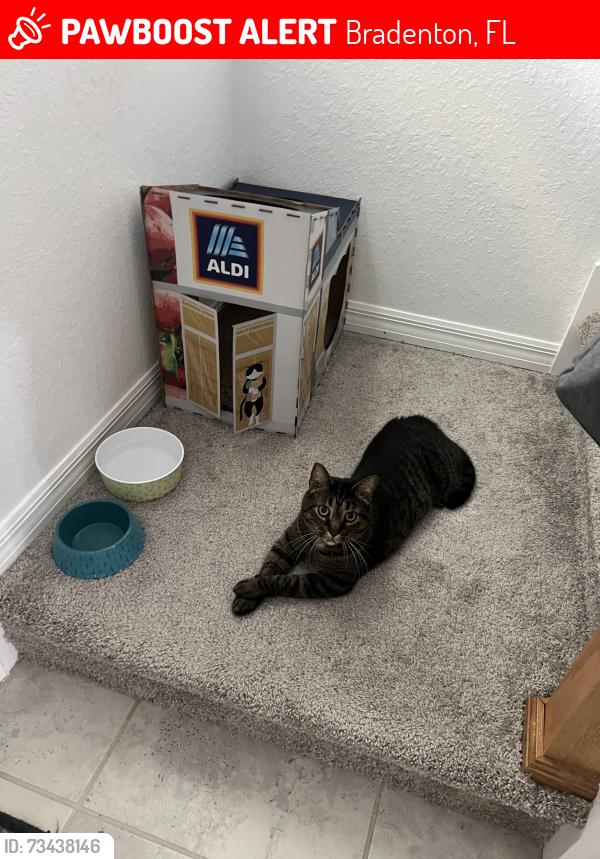 Lost Male Cat last seen Inside Cantabria community, Bradenton, FL 34208