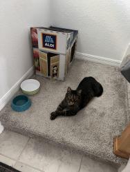 Lost Male Cat last seen Inside Cantabria community, Bradenton, FL 34208