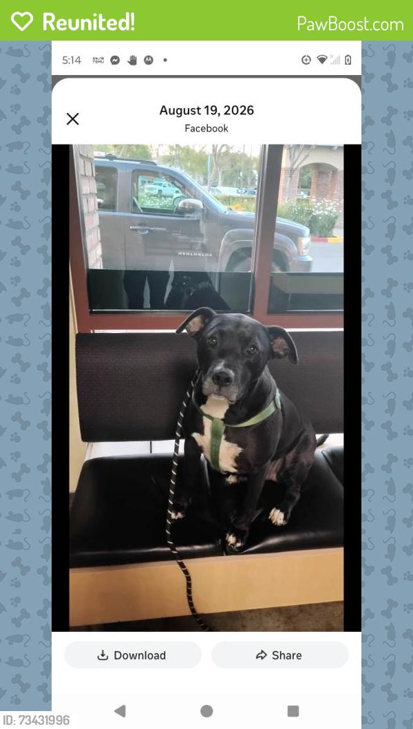 Reunited Female Dog last seen Near E Orange St, Vista, CA 92084, USA, Vista, CA 92084