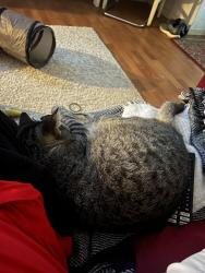 Reunited Female Cat last seen Sangamore Rd and MacArthur Blvd, Bethesda, MD 20816