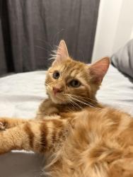 Lost Male Cat last seen Ripon Cathedral/ Bridge, North Yorkshire, England HG4 1QU