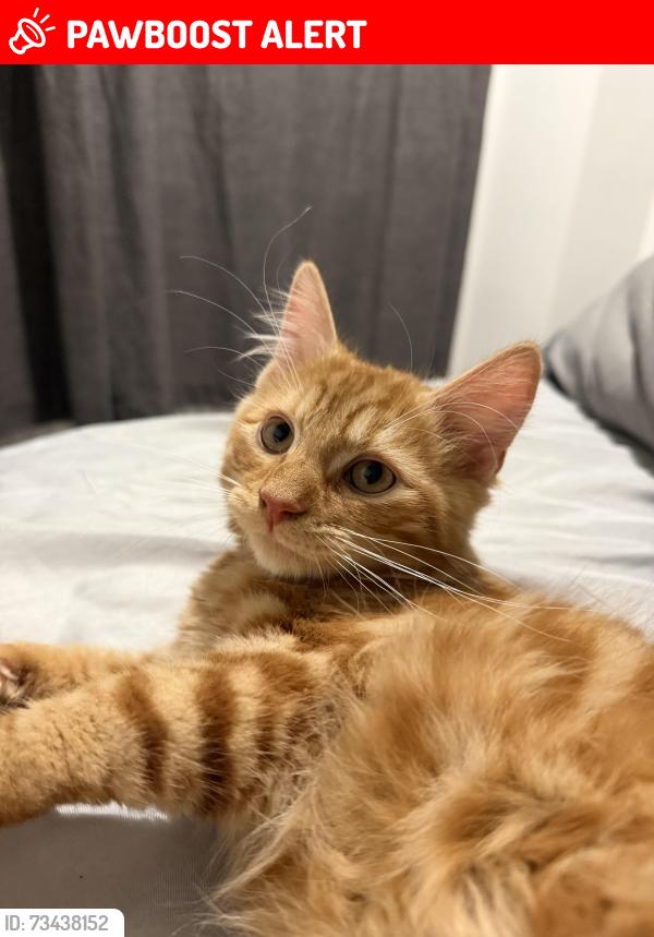 Lost Male Cat last seen Ripon Cathedral/ Bridge, North Yorkshire, England HG4 1QU