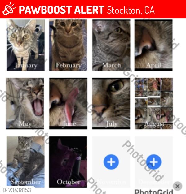 Lost Female Cat last seen Hammer lane, Stockton, CA 95202