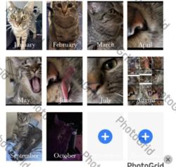 Lost Female Cat last seen Hammer lane, Stockton, CA 95202