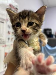 Shelter Stray Male Cat last seen Bexar County, 3353 Morningside Dr, New Braunfels, TX 78132, USA