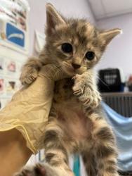 Shelter Stray Female Cat last seen Bexar County, 3353 Morningside Dr, New Braunfels, TX 78132, USA